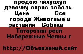 продаю чихуахуа девочку,окрас соболь › Цена ­ 25 000 - Все города Животные и растения » Собаки   . Татарстан респ.,Набережные Челны г.